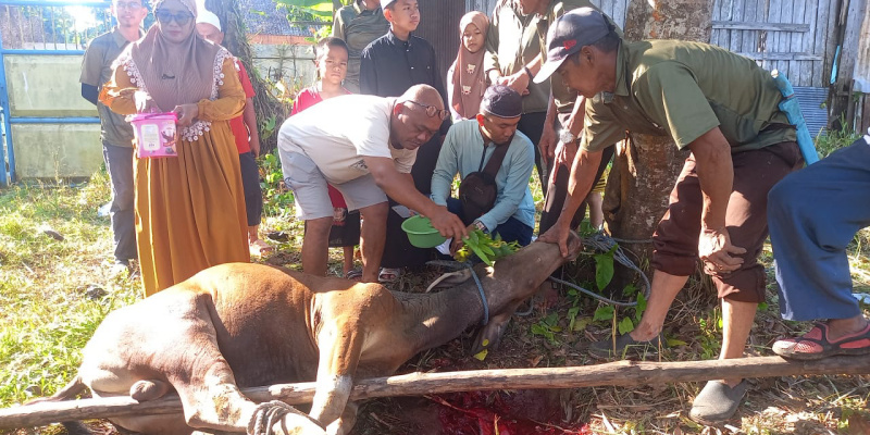 Proses penyembelihan hewan qurban di Desa Dirgahayu. 